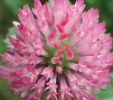 Red Clover Herb Extract